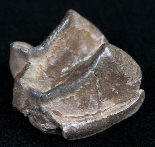 Pleistocene Fossil Tapir Molar - Florida #9962